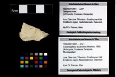 Foto (Objekt + Etikett) von Cracensigillatus acutirostris (Moericke, 1889)  (NHMW-GEO-1990-0041-3901)